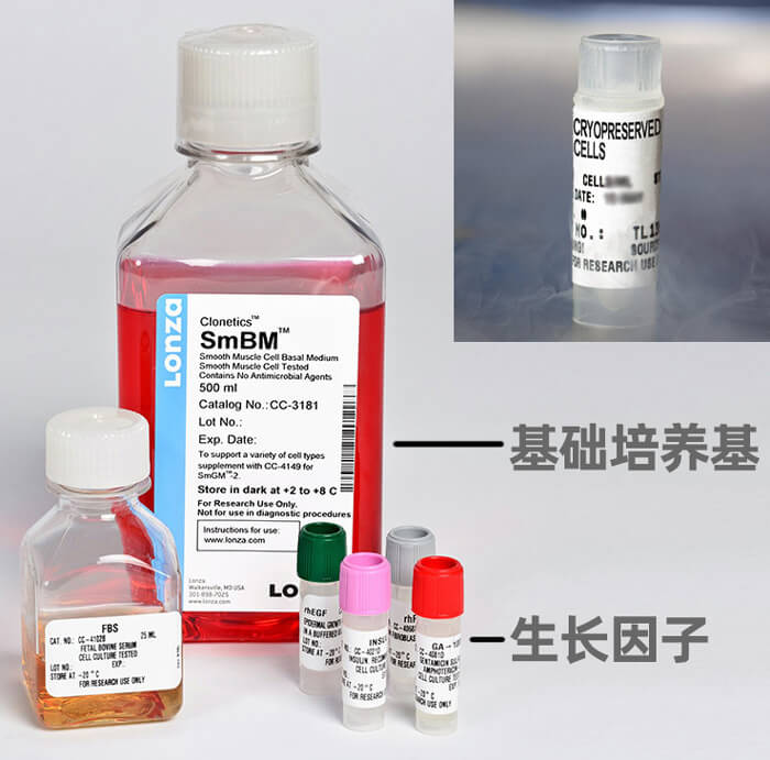 LONZA人肺動(dòng)脈平滑肌細(xì)胞,用于原代培養(yǎng),LONZA中國一級(jí)代理商