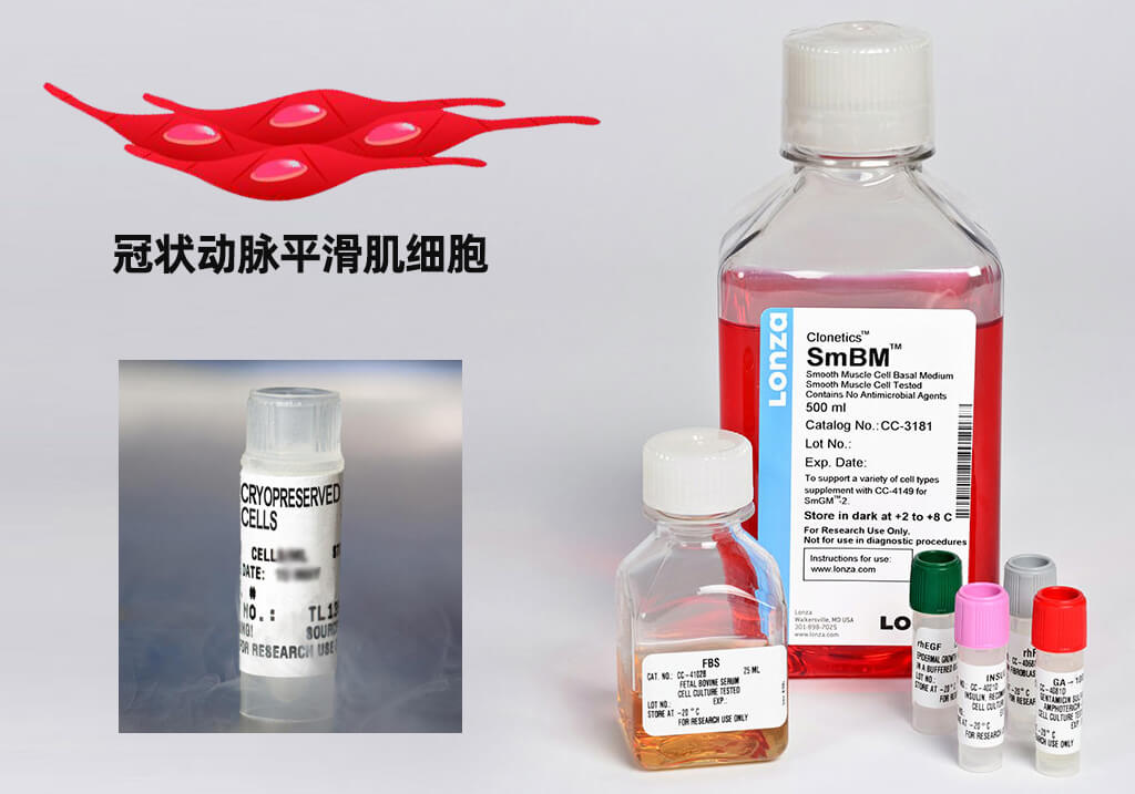 LONZA人冠狀動脈平滑肌細胞,用于原代培養(yǎng),LONZA中國一級代理商