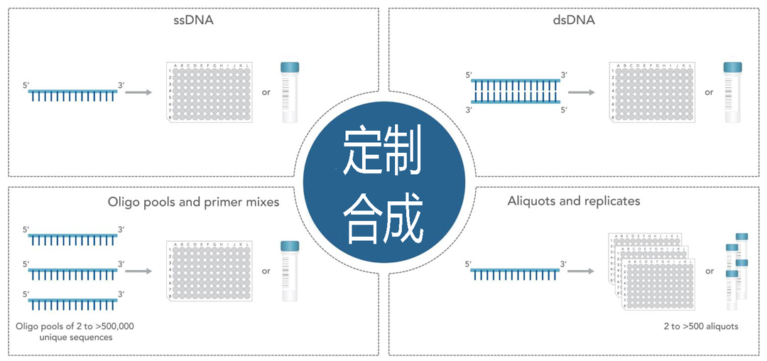 IDT oligo寡核苷酸、PCR引物合成服務