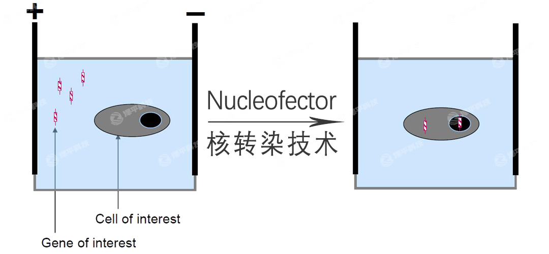 lonza Nucleofector細(xì)胞核轉(zhuǎn)染技術(shù) 北京澤平