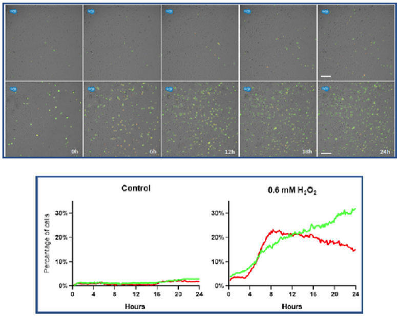 Axion CytoSMART Lux3(ni)ȫԄ(dng)(x)ϵy(tng)(chng)ɹ⼚(x)x ƽ