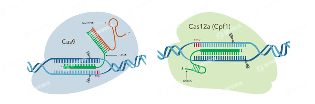 IDT Alt-R CRISPR-Cas9CRISPR-Cas12a (Cpf1) ݋ϵy(tng)ߴ̱ƽ