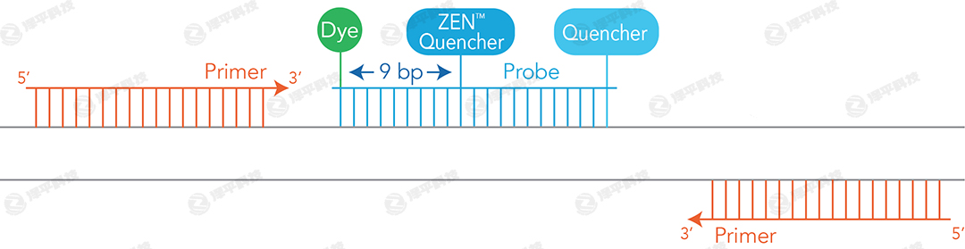 IDT(sh)rɹⶨPCR qPCR̽ᘺϳɷ(w)̱ƽ