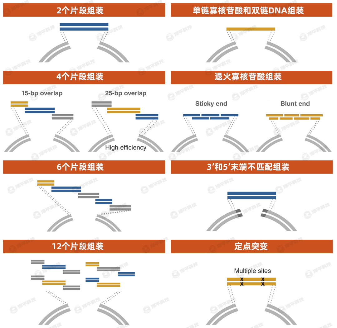 NEBuilder無縫克隆同源重組Gibson組裝吉布森組裝 代理商北京澤平