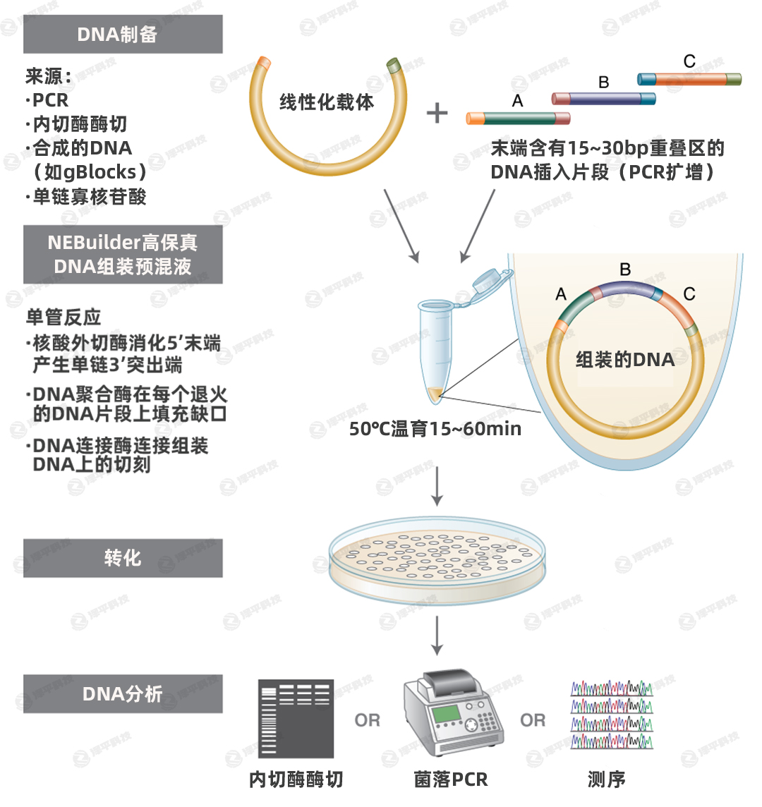 NEBuilder無縫克隆同源重組Gibson組裝吉布森組裝 代理商北京澤平
