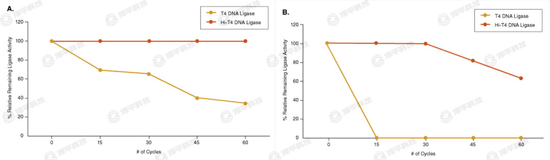 NEB Hi-T4 ͟DNABø Hi-T4 DNA Ligase؛̖M2622  ̱ƽ