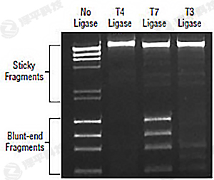 NEB T7 DNA Bø T7 DNA Ligase؛̖M0318 ̱ƽ