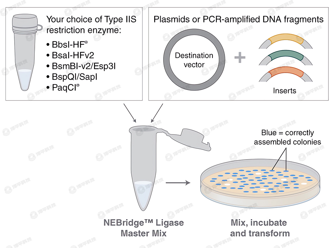 NEBridgeBøA(y)Һ NEBridge Ligase Master Mix؛̖M1100 ̱ƽ